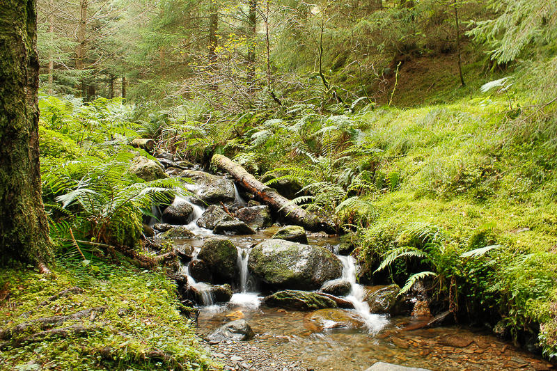 Comb Beck Comb Beck